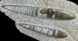 Fossil Goniatite & Orthoceras Sculpture - #62370-3